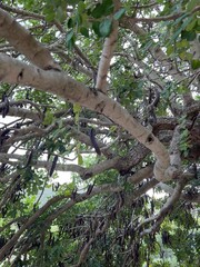 Johannisbrotbaum mit reifen Früchten im Herbst
