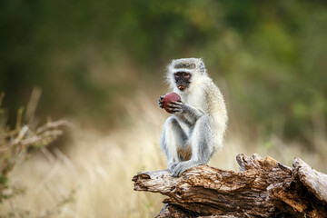 Vervet monkey eating a fruit seated on a log in greater Kruger National park, South Africa ; Specie Chlorocebus pygerythrus family of Cercopithecidae