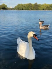 A white swan swims in a city lake under a blue sky on a hot summer day