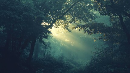 Fototapeta premium Misty forest, sunbeams, morning light, nature scene, peaceful atmosphere