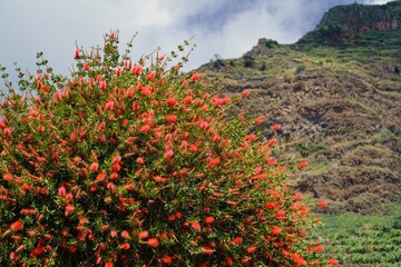 Callistemon bush called also bottlebrush at Levada do Moinho, Madeira, Portugal, Europe. 