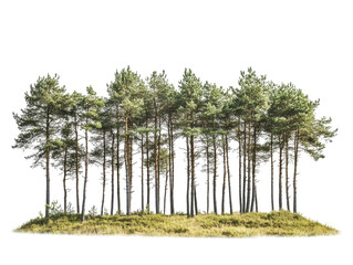 Isolated Pine Trees Small Hill