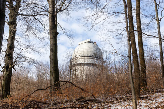 Stenrwarte im Wald