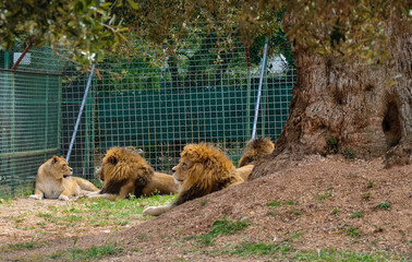 Leoni zoo safari