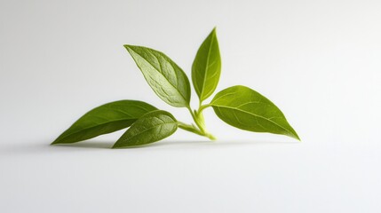 A small, vibrant plant with lush green leaves rests elegantly on a clean white surface, showcasing its natural beauty and simplicity.