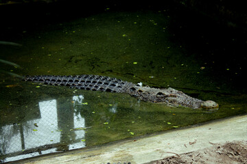 Crocodile Submerged in Murky Waters