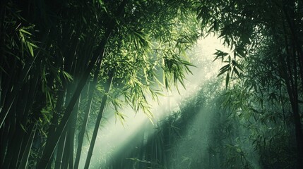 Sunlight Breaking Through Lush Green Bamboo Forest Canopy