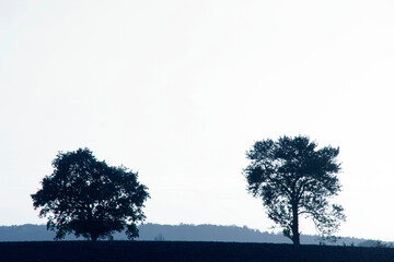 Trees on a field