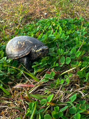 turtle on the grass