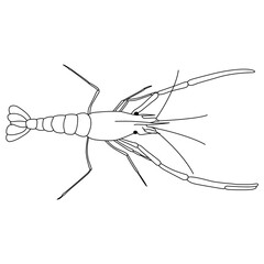prawn line art vector design. prawn outline illustration design.
