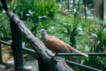 Peaceful Dove Perched on a Wooden Fence