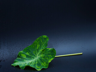 Colocasia esculenta, Lemon Lime Gecko or Colocasia or bicolor Colocasia