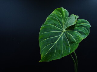 Philodendron gloriosum variegata plants grow well in pots. Philodendron white vein among morning sunlight. Beautiful nature background © Tyada_Nam