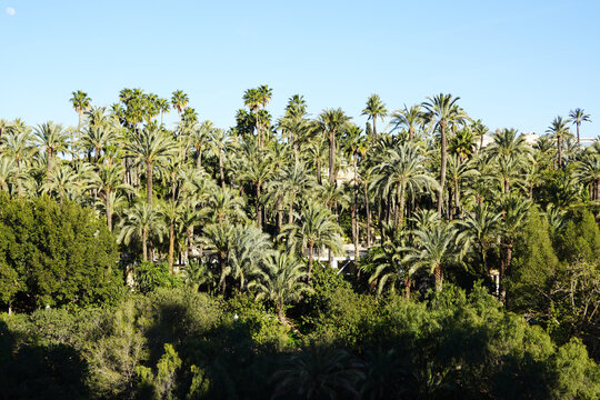 El Palmeral palm park in Elche, Spain  