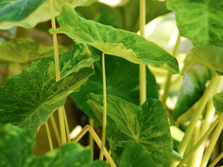 Colocasia esculenta, Lemon Lime Gecko or Colocasia or bicolor Colocasia