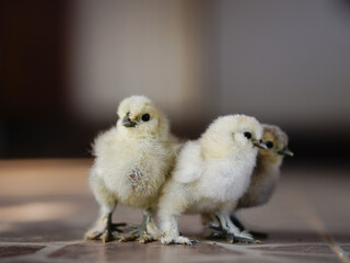 Little yellow chickens on a black background. Studio shot. Isolated.	
