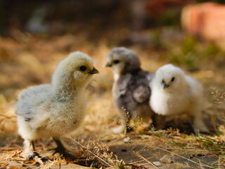 chick on the ground with autumn leaves in the city park.	