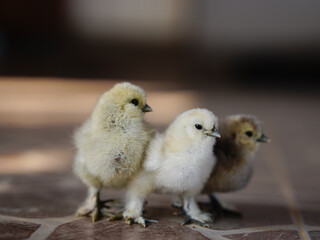 Little yellow chickens on a black background. Studio shot. Isolated.	