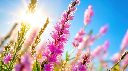 Obraz premium Vibrant pink flowers bloom under a bright sun in a picturesque field during late spring afternoon