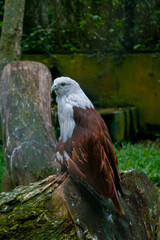 Majestic Brahminy Kite Perched on a Log
