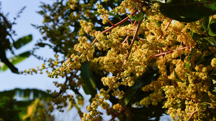 Mango flowers in the garden. Close-up. Selective focus.
