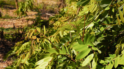 Senna siamea Lam. Irwin and Barneby, Leguminosae, Caesalpinioideae, leave vegetable green leaf on nature background, Thai herb food