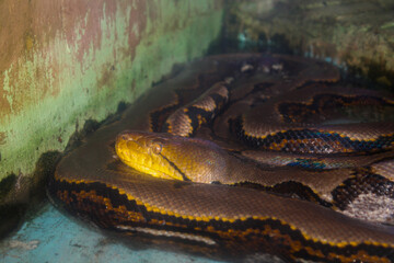 Reticulated Python in a Resting Position