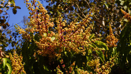 Mango flowers in the garden. Close-up. Selective focus.