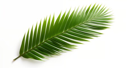Obraz premium A single palm leaf isolated on a white background. Generative ai