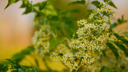 A cluster of Small white fragrant flowers of Indian Lilac (Neem) tree. Azadirachta indica. Maliaceae (Mahogany) family.	