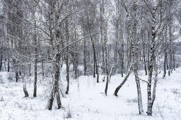 Birch grove after a snowfall on a winter cloudy day. Birch branches covered with snow.