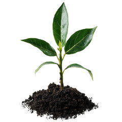 Young Plant Growing in Rich Dark Soil with Fresh Green Leaves Symbolizing Nature and Sustainability, Perfect for Environmental and Gardening Themes