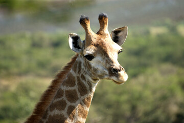 Graceful Giraffe in the Wild