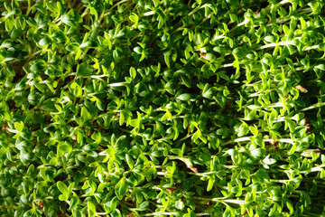 Fresh green watercress sprouts close-up. Growing micro greens for a healthy diet. Vegan food.