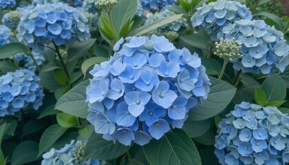  Close-up of blue hydrangea flowers creating a soft and delicate floral arrangement