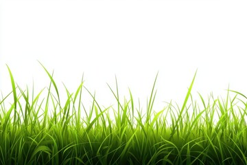 Fototapeta premium Lush green grass with a white background, ideal for nature-themed projects.