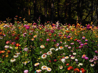 Pink gold strawflower- Everlasting or Paper daisies (Helichrysum bracteatum)