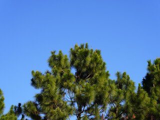 Pine tree on blue sky background. Selective focus point.