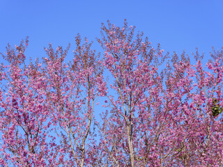 Wild Himalayan Cherry, Prunus cerasoides, Sakura in Thailand	