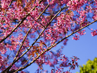Wild Himalayan Cherry, Prunus cerasoides, Sakura in Thailand	