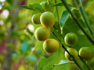 Kumquat fruit on the tree in the garden. Nature background.	
