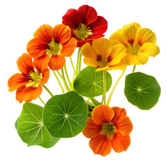 Nasturtium flower isolated on transparent background