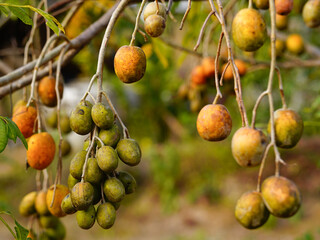 Close-up of a June plum tree (Spondias dulcis)