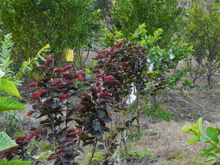 Red guava leaves, the variety name is Red Ayutthaya, grown in Thailand.	