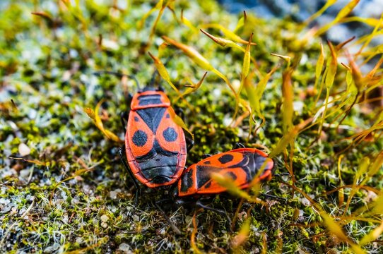 Top view shot of two firebugs on moss