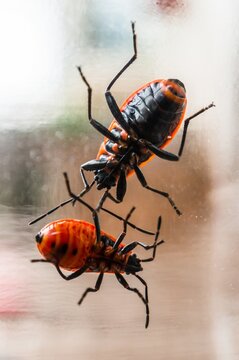 Closeup vertical shot of two firebugs on a glass