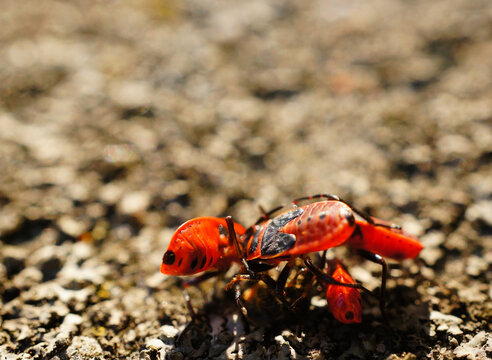 Selective focus shot of firebugs eating dead insect on the ground