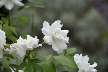 Rosebush with White Roses in Full Bloom