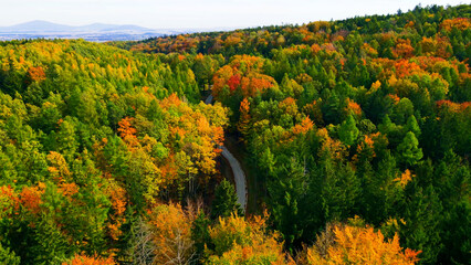 Autumn forest top view nature landscape
