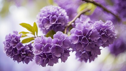 Jacaranda Tree's Purple Blossoms with Empty Space for Text